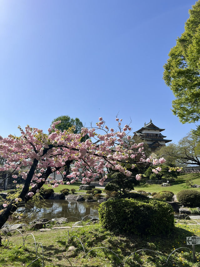 【長野】今だけ!!お城と桜の超穴場スポット