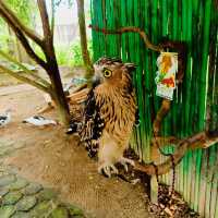 Safari Lagoi Bintan: A Wildlife Sanctuary