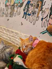 Caturday fuur cat lovers in downtown Bangkok