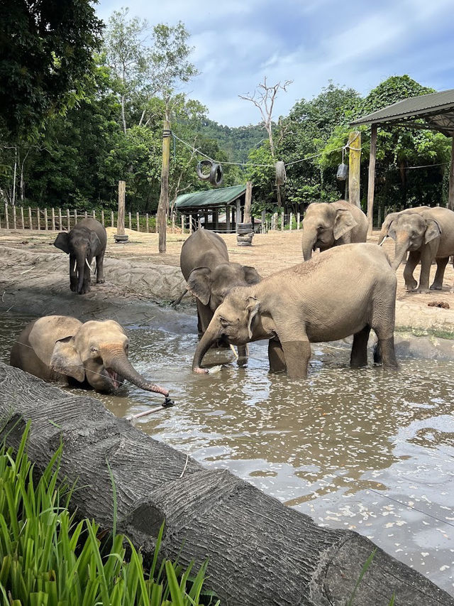 🦧 Lok Kawi Wildlife Park: Where the Wild Things Chill! 🌿