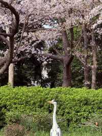 Tennoji Park: Serene Morning Jog Amongst Hints of #aprilblooms 🏃‍♀️🌸