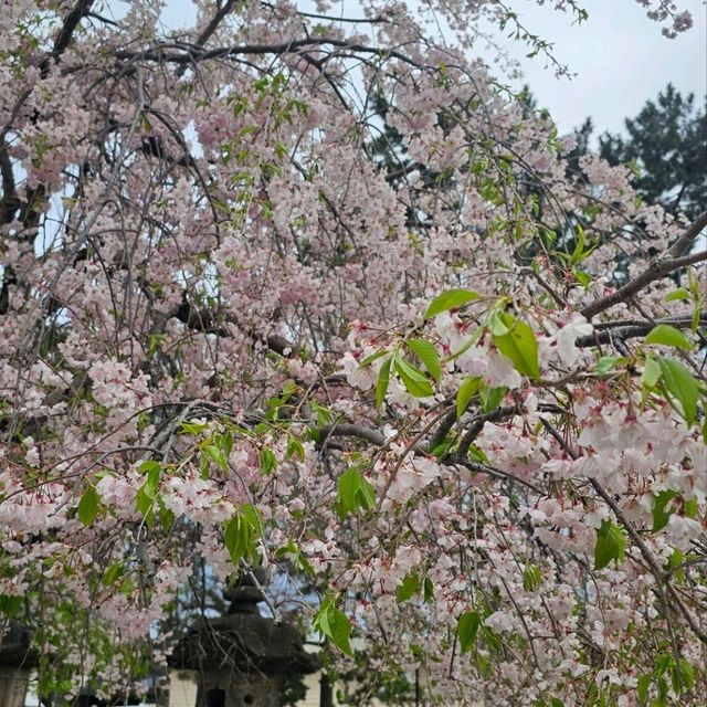 Spring in Japan calls in for a strawberry feast ! 🍓 🌸