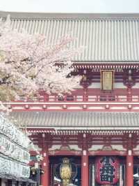浪漫櫻花之旅：淺草寺一日遊