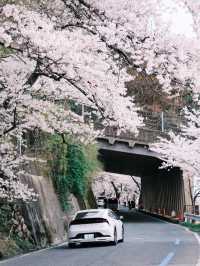 🌸Hidden Kansai Cherry Blossom Spot | Kaizu Osaki’s Dreamy Sakura Tunnel