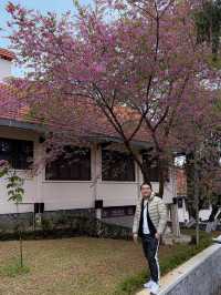 Da Lat in #April Blooms: A Review of the City of Eternal Spring