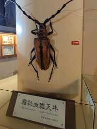 #嘉大昆蟲館-嘉義市東區