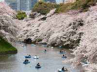 Chidorigafuchi: Tokyo's Most Enchanting Cherry Blossom Escape