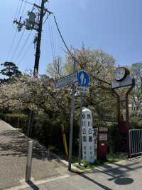 2025夙川公園：兵庫縣最美河濱櫻花道