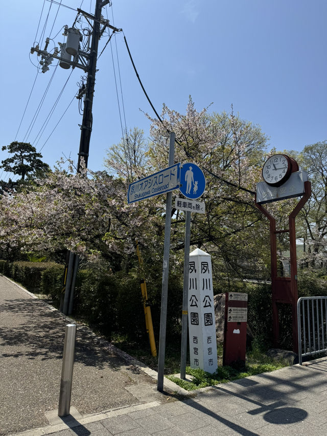 2025夙川公園：兵庫縣最美河濱櫻花道