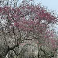 Must-visit natural paradise in Hangzhou 🌸 