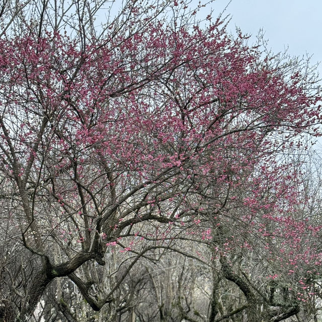 Must-visit natural paradise in Hangzhou 🌸 