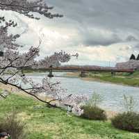 【秋田】武家屋敷通りが美しい桜の名所🌸