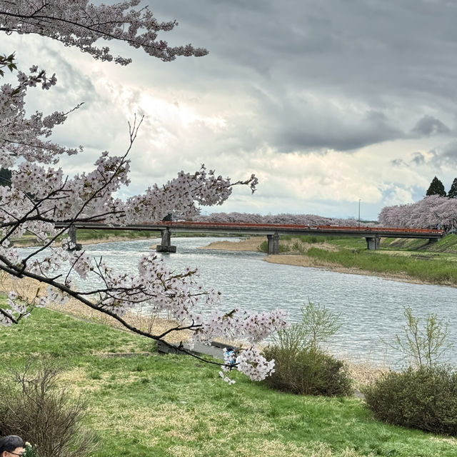 【秋田】武家屋敷通りが美しい桜の名所🌸