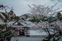 🌸 Shinnyo-do Temple: Kyoto’s Best-Kept Secret for Golden Hour Sakura 🌸