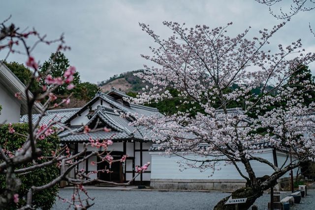 🌸 Shinnyo-do Temple: Kyoto’s Best-Kept Secret for Golden Hour Sakura 🌸