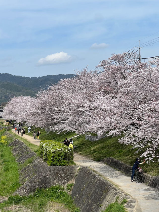 🌸 Hidden Cherry Blossom Tunnel in Kyoto’s Kamigamo Area 🌸