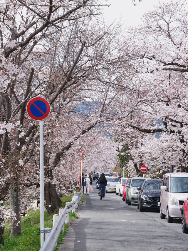 I Thought the Cherry Blossoms Along Kyoto’s Kamo River Were Beautiful… Until I Went Further 🌸