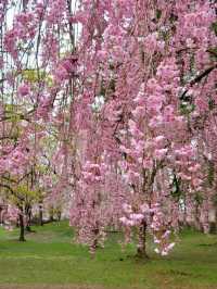 A Springtime Date Amid Pink Blossoms at Hirosaki Park