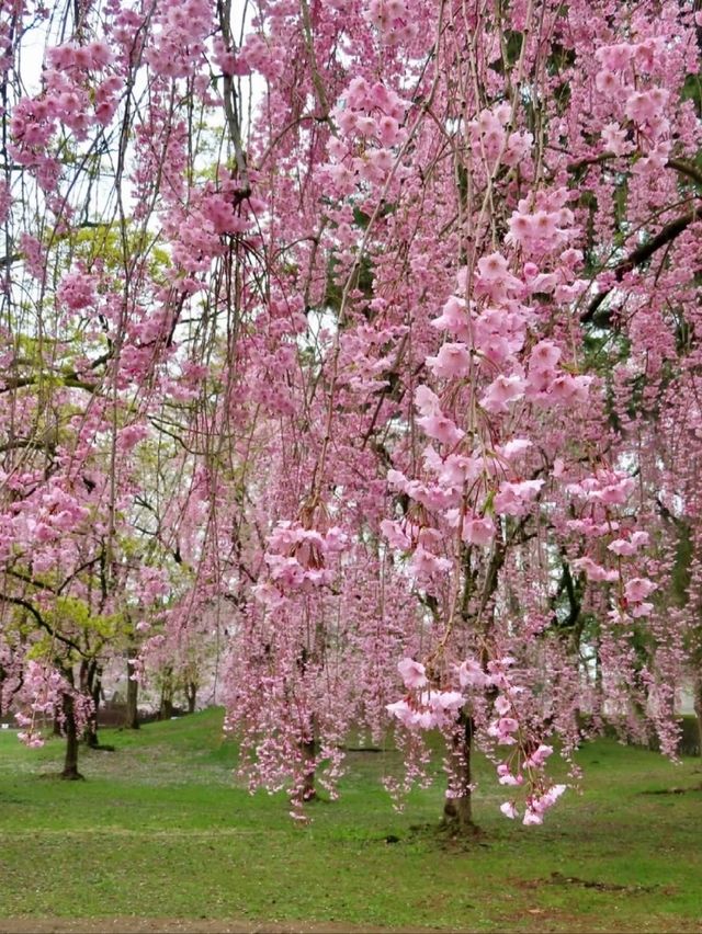 A Springtime Date Amid Pink Blossoms at Hirosaki Park