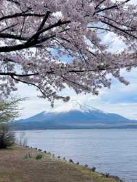 Blossoms Beneath Fuji: Serenity at Lake Yamanaka