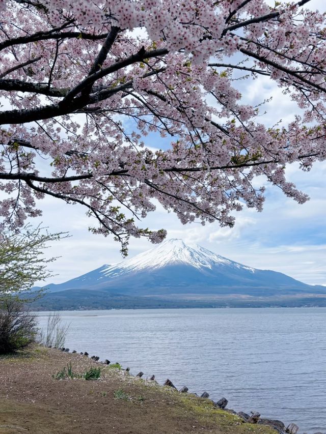 Blossoms Beneath Fuji: Serenity at Lake Yamanaka