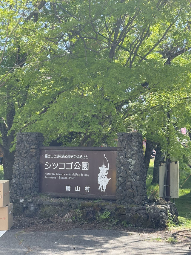 春の河口湖一日プラン：マーメイドでランチ→流鏑馬まつり→地元ごはん「ふるや」へ！
