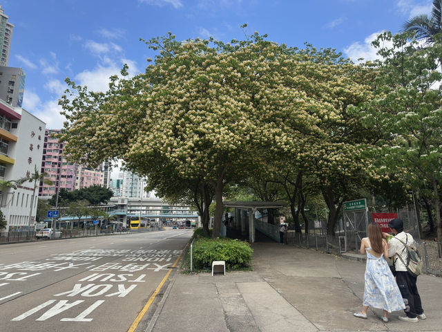 香港好去處 | 復活節賞花(下) | 櫻花 | 魚木 | 首冠藤