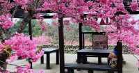 🌸 Zhishan Sakura Secret: Taipei’s Best Cherry Blossom Hideout You’ve Never Heard Of! 🌸