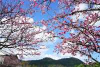 🌸 Zhishan Sakura Secret: Taipei’s Best Cherry Blossom Hideout You’ve Never Heard Of! 🌸