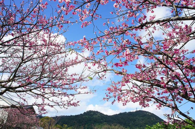 🌸 Zhishan Sakura Secret: Taipei’s Best Cherry Blossom Hideout You’ve Never Heard Of! 🌸