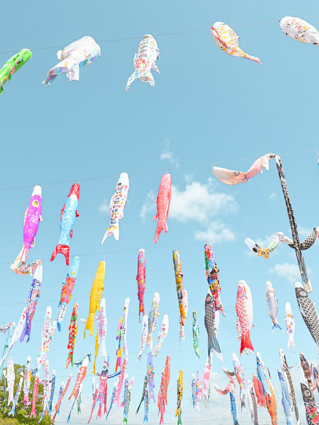 大空を泳ぐ、1000匹の鯉のぼり🎏🫧🩵