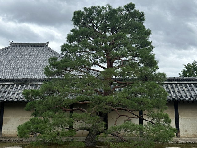 京都天龍寺：穿越時光的禪意之旅，在嵐山竹林中尋找內心的寧靜！