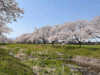 粉色櫻花與鮮黃油菜花交織的春日美景---福岡縣草場川櫻花並木