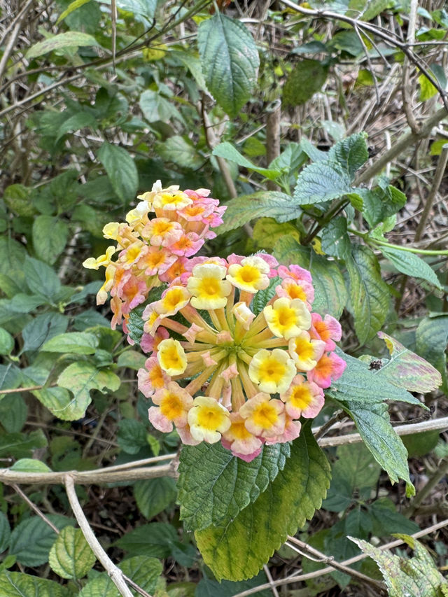 香港行山好去處｜渣甸山