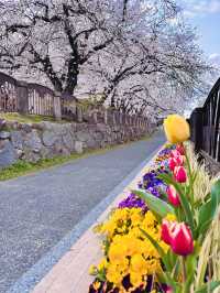 Riverside Reverie: A Sakura Stroll Through Fukuoka's Urban Oasis