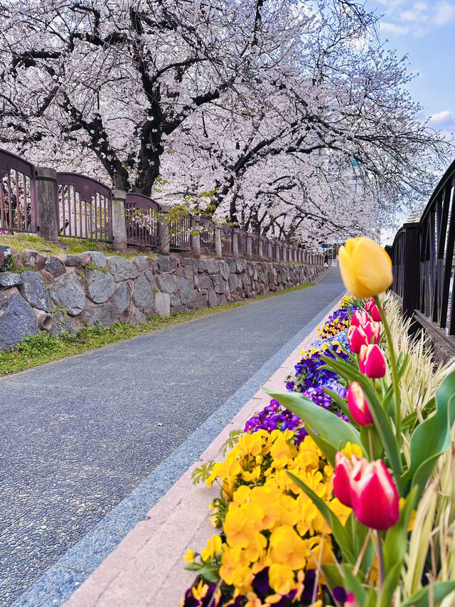 Riverside Reverie: A Sakura Stroll Through Fukuoka's Urban Oasis
