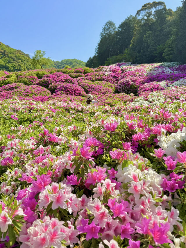 京都 ❤︎ ピンク🩷紫💜白🤍のカラフルな花園 