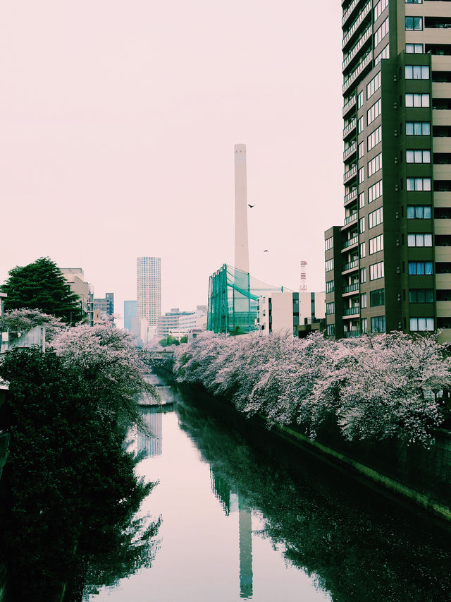 東京｜地鐵南北線｜靜謐與現代的綠色都市之旅