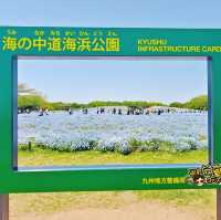 福岡🇯🇵賞花必到 海中道海濱公園💐