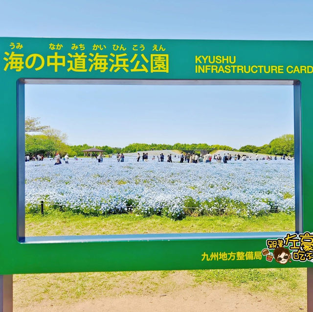 福岡🇯🇵賞花必到 海中道海濱公園💐