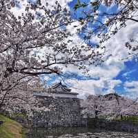 福岡舞鶴公園賞櫻去