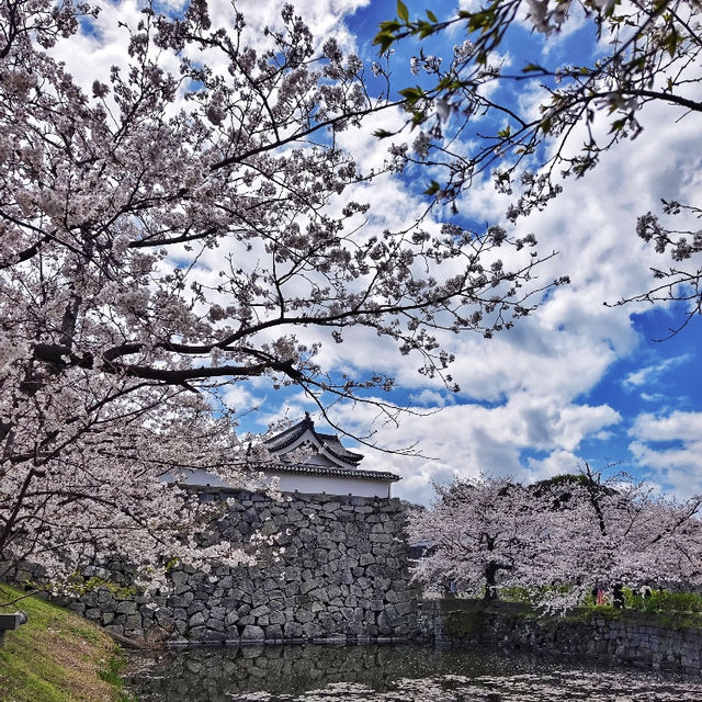 福岡舞鶴公園賞櫻去