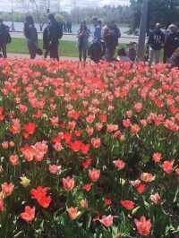오타와 튤립축제, 캐나다