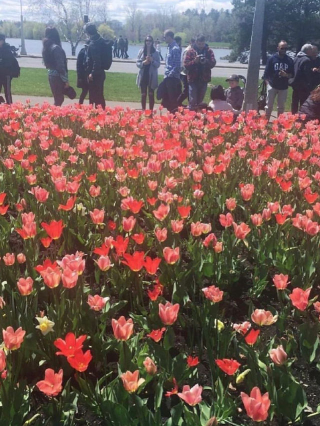 오타와 튤립축제, 캐나다