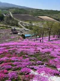 ひがしもこと芝桜公園で春の絶景体験！ピンクのじゅうたんに包まれる感動スポット