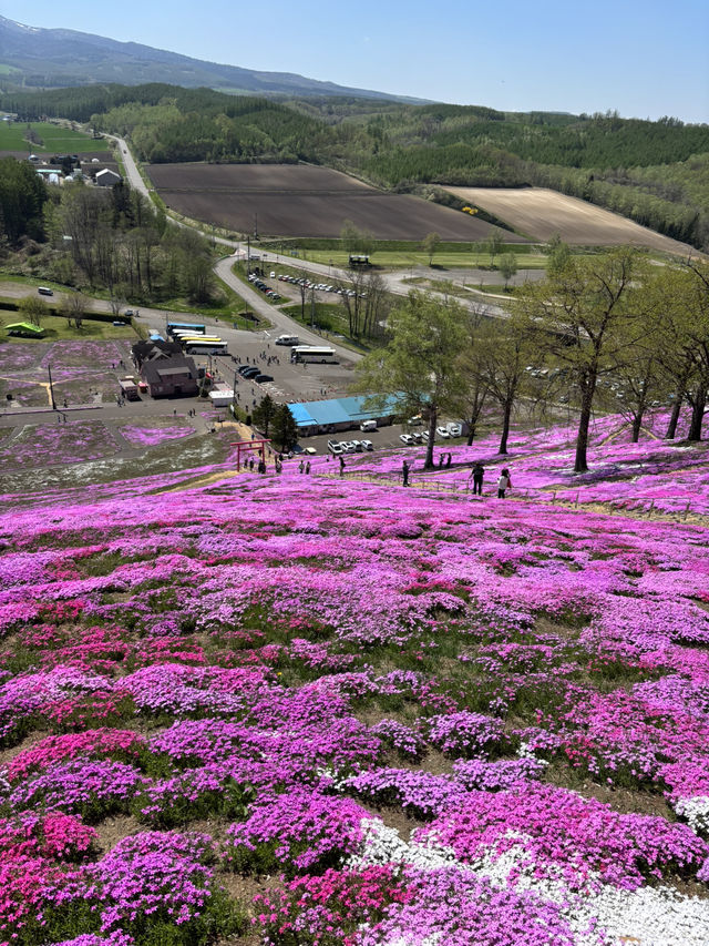 ひがしもこと芝桜公園で春の絶景体験！ピンクのじゅうたんに包まれる感動スポット