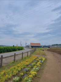 本当に日本？オランダ風車と長閑な風景に癒される佐倉ふるさと広場☺️🌷🇳🇱【千葉県】