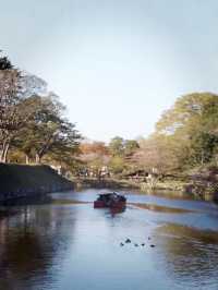 Hikone’s Petal-Perfect Castle Escape