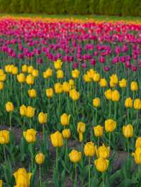 Kamiyubetsu Tulip Park สวนทิวลิปที่สวยสุดในญี่ปุ่น