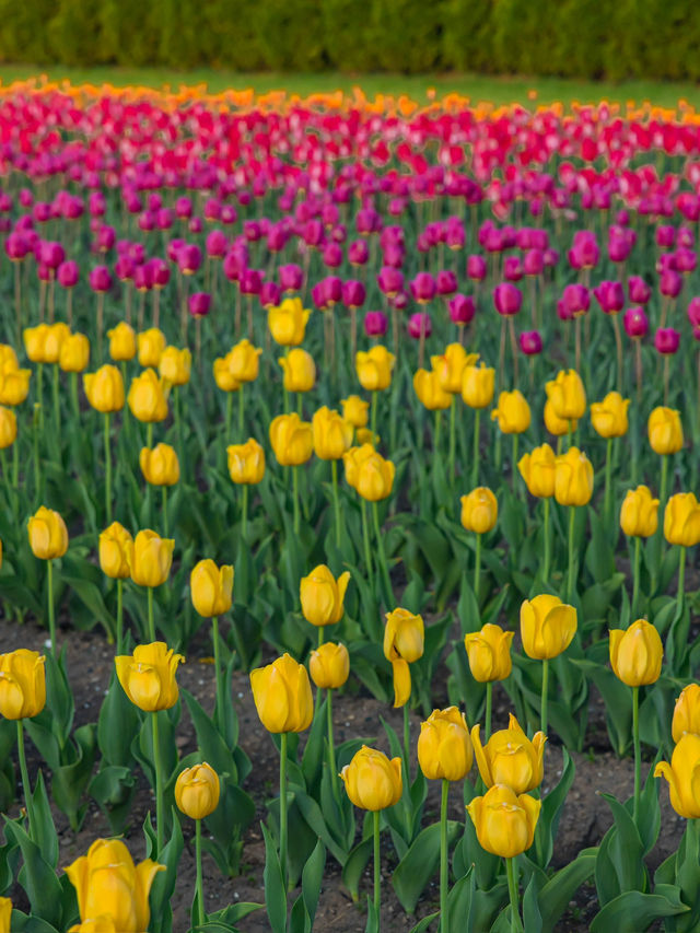 Kamiyubetsu Tulip Park สวนทิวลิปที่สวยสุดในญี่ปุ่น